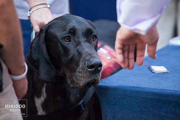 Broadway Barks 2014