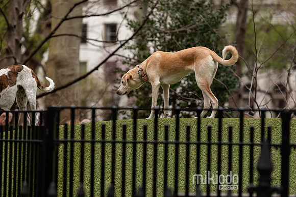 mikiodo250405_2032_LR