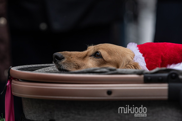 mikiodo251214_8430_LR