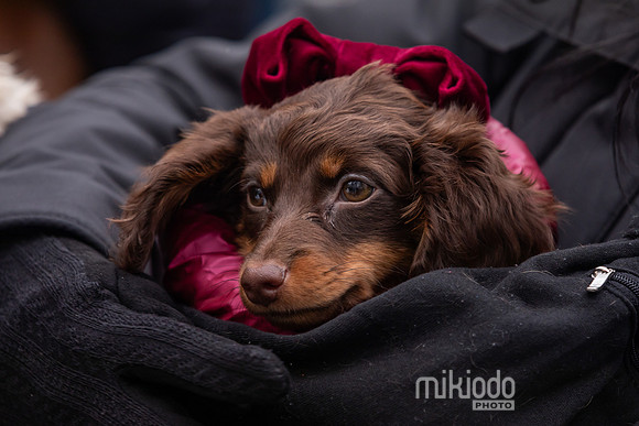 mikiodo251214_8462_LR