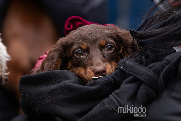 mikiodo251214_8459_LR