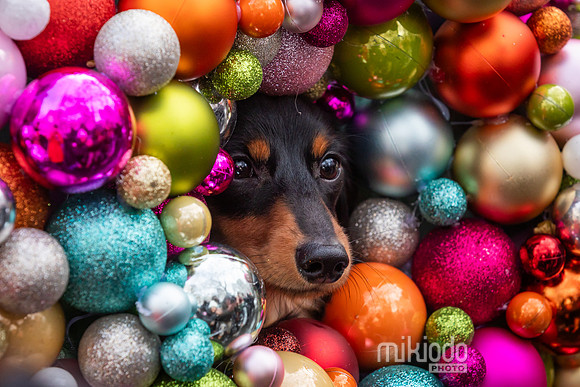 mikiodo251214_8548_LR