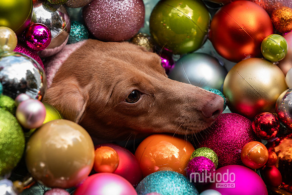 mikiodo251214_8576_LR