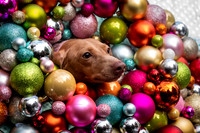 251214-dachshund-parade