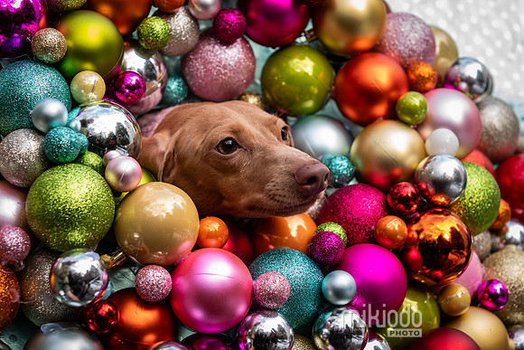 mikiodo251214_8573_LR