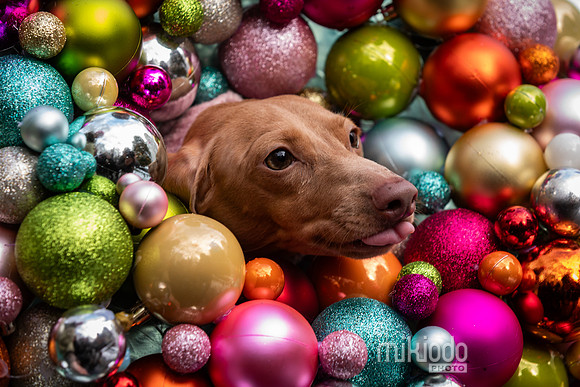mikiodo251214_8572_LR