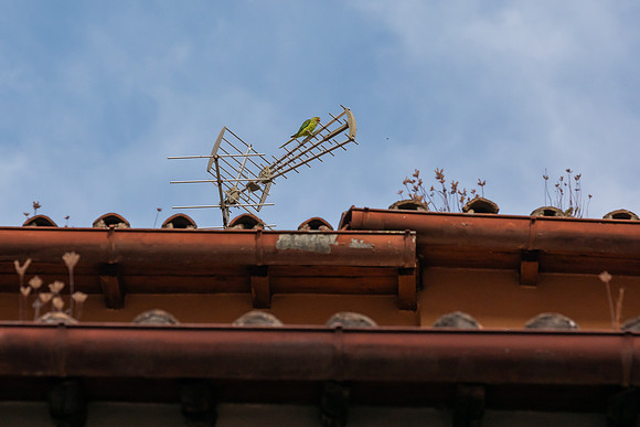 mikiodo230801_9797_LR