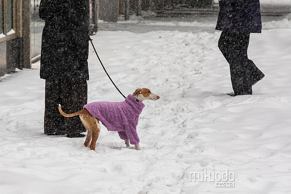 mikiodo260125_3561_LR
