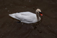 mikiodo260222_2207_LR