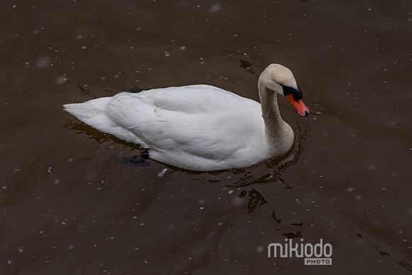 mikiodo260222_2207_LR