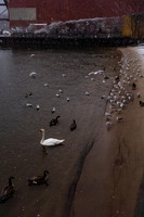 mikiodo260222_2243_LR