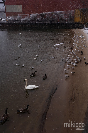 mikiodo260222_2243_LR