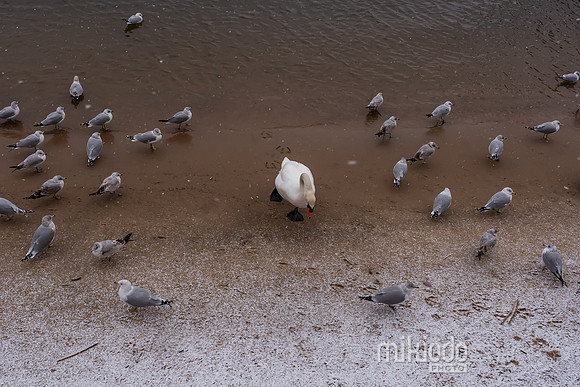 mikiodo260222_2259_LR