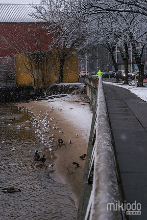 mikiodo260222_2223_LR