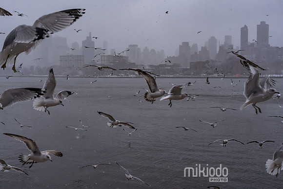 mikiodo260222_2274_LR