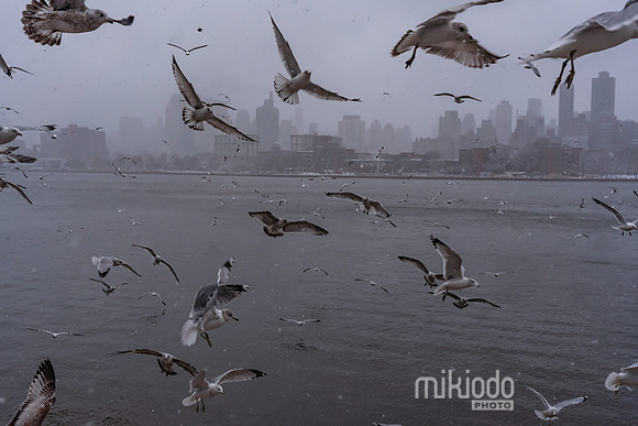 mikiodo260222_2276_LR