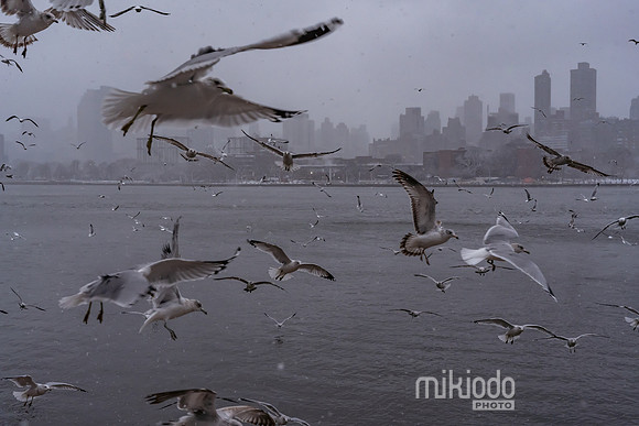mikiodo260222_2275_LR
