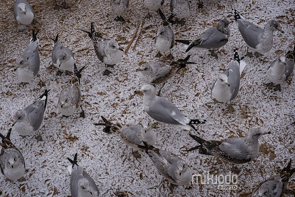 mikiodo260222_2269_LR