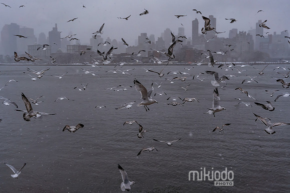 mikiodo260222_2271_LR