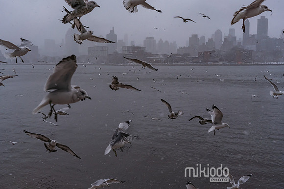 mikiodo260222_2277_LR