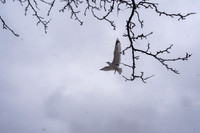 mikiodo260222_2311_LR