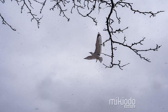 mikiodo260222_2311_LR