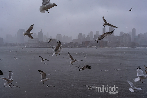 mikiodo260222_2281_LR