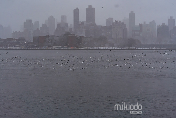 mikiodo260222_2330_LR