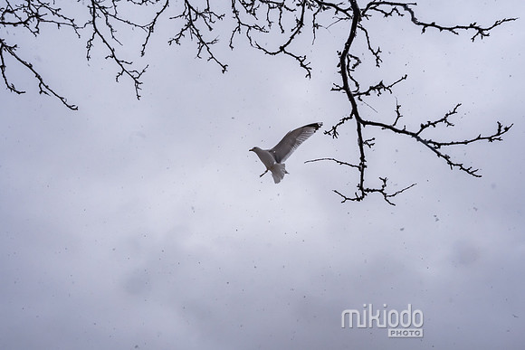 mikiodo260222_2312_LR