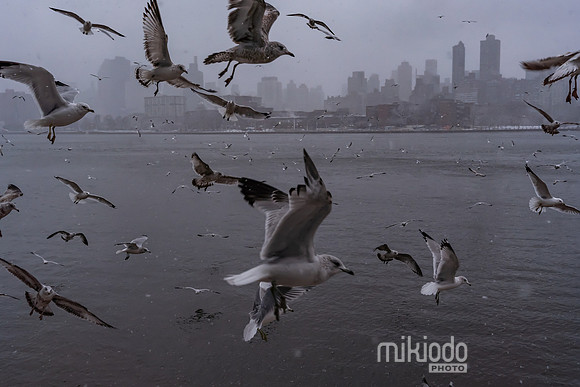 mikiodo260222_2278_LR