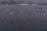 mikiodo260222_2329_LR