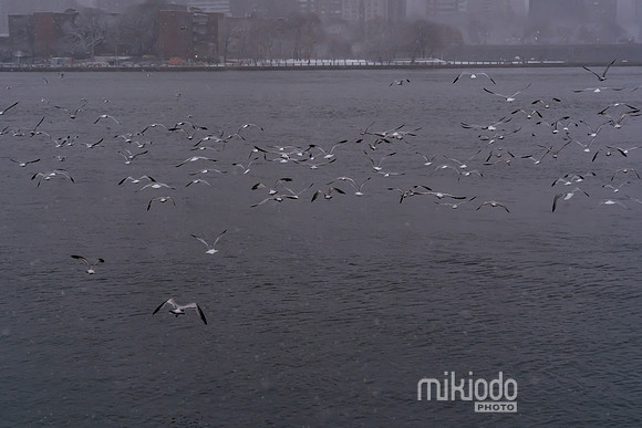 mikiodo260222_2329_LR