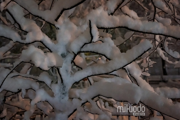 mikiodo260222_2527_LR