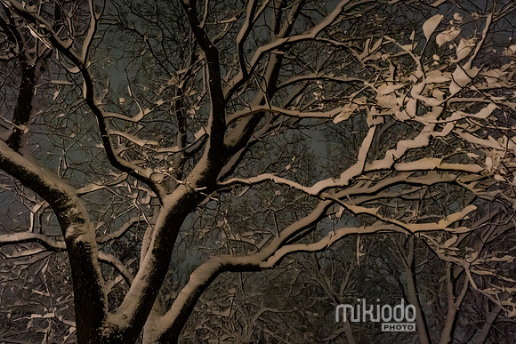 mikiodo260222_2824_LR