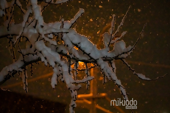 mikiodo260222_7977_LR