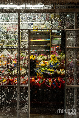 mikiodo260223_2900_LR