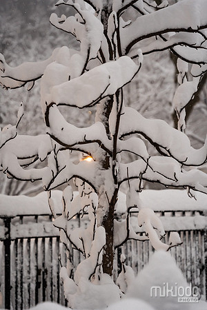 mikiodo260223_3195_LR