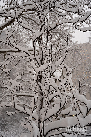 mikiodo260223_3194_LR
