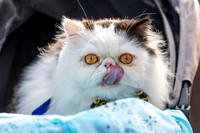 260412-cat-parade