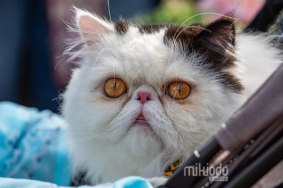 mikiodo260412_1901_LR