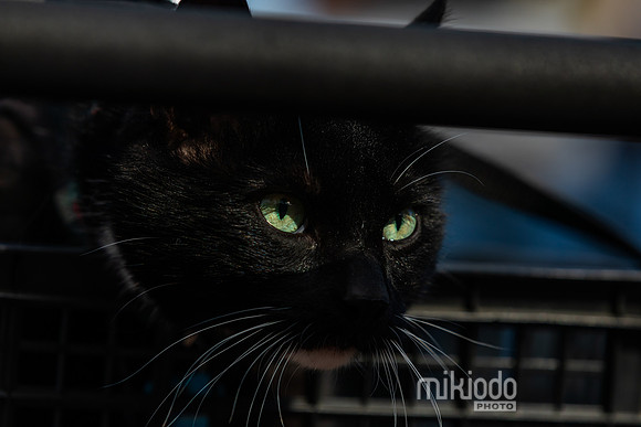 mikiodo260412_1921_LR