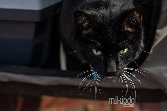 mikiodo260412_1918_LR