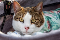 mikiodo260412_1905_LR