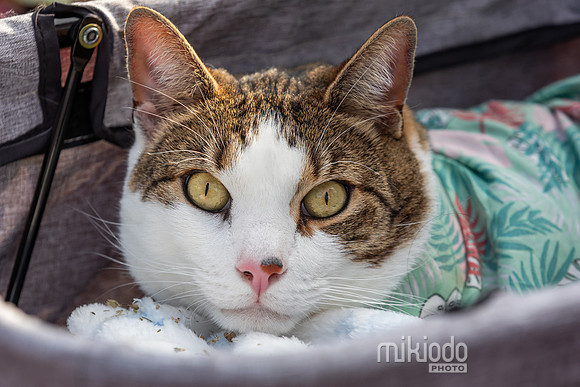mikiodo260412_1905_LR