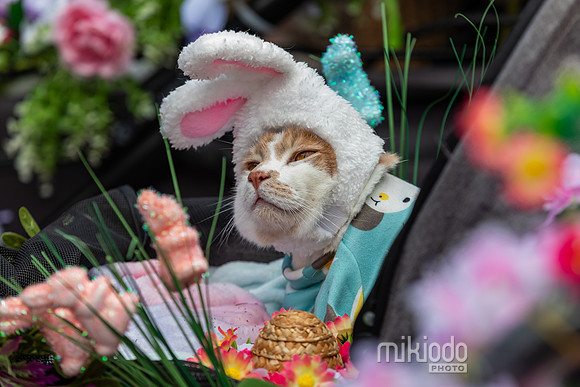mikiodo260412_1948_LR