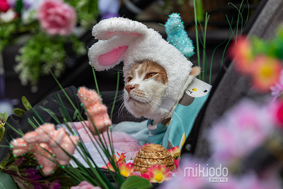mikiodo260412_1949_LR