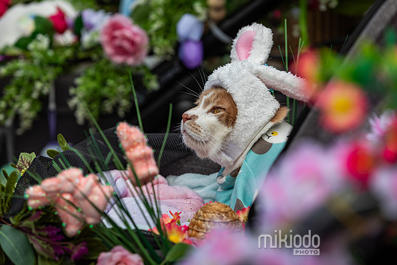 mikiodo260412_1952_LR