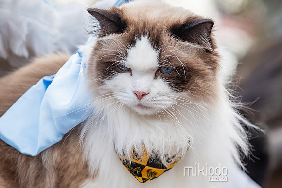 mikiodo260412_1966_LR