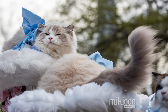 mikiodo260412_1970_LR