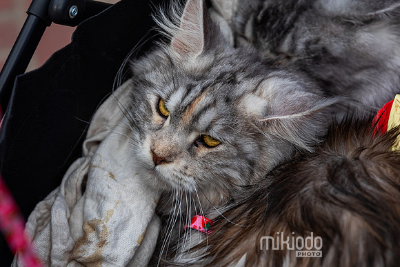 mikiodo260412_1997_LR